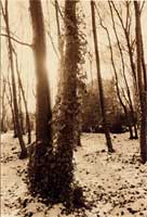 friedhof 01